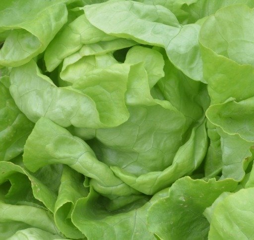 Lettuce Suzan