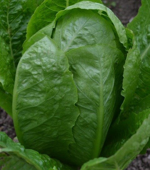 Lettuce Valmaine