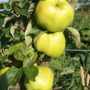 Apple Lord Derby