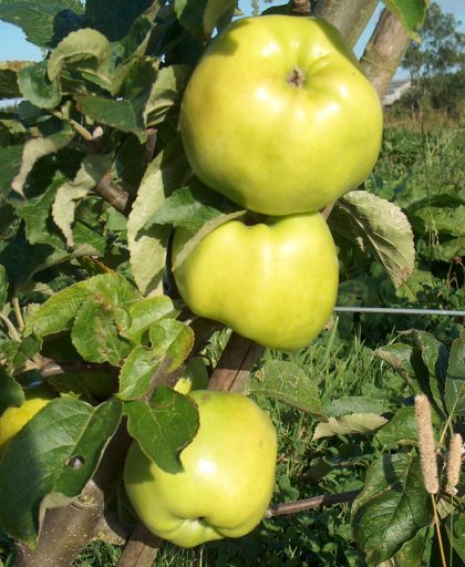 Apple Lord Derby