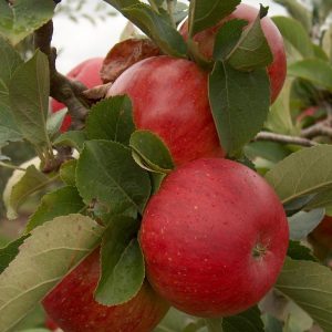 Apple Lord Lambourne