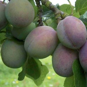 Plum Marjories Seedling
