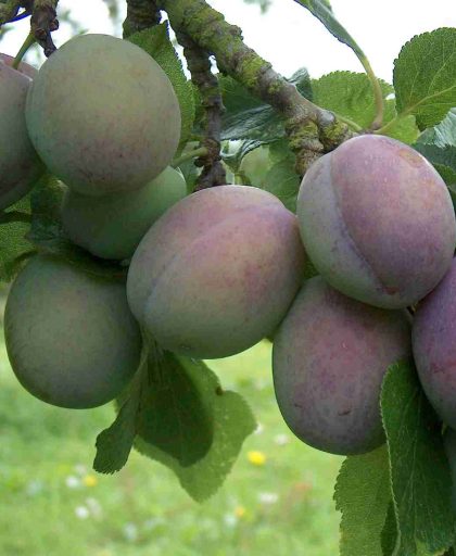 Plum Marjories Seedling