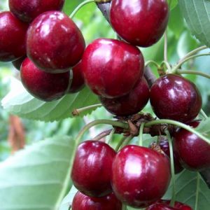Cherry Merchant
