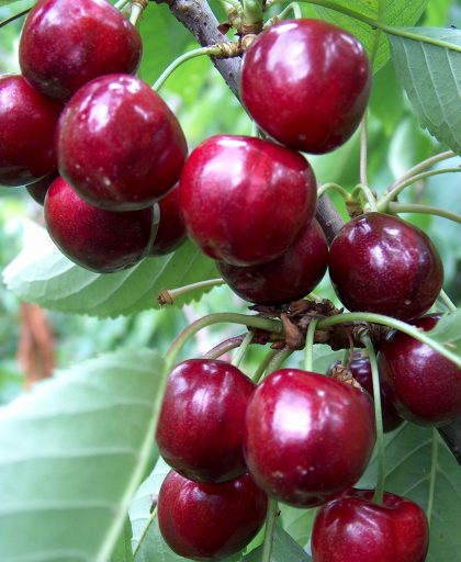 Cherry Merchant
