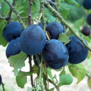 Merryweather Damson