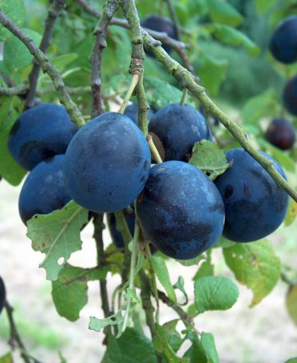 Merryweather Damson