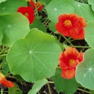 Nasturtium Trailing Mix