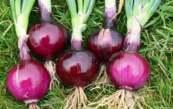 Onion Robelja
