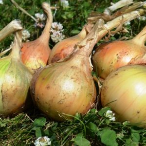 AUTUMN ONION SETS