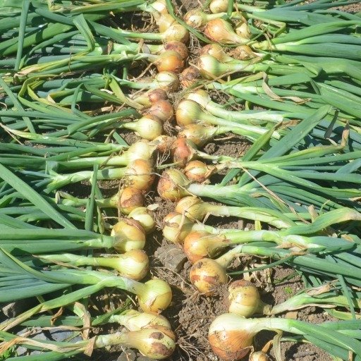 Onion Bajosta