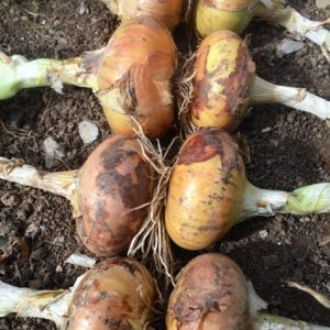 Onion Giant Stuttgart