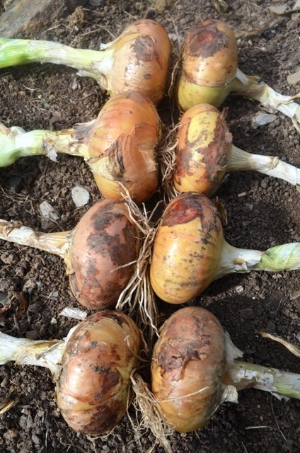 Onion Giant Stuttgart