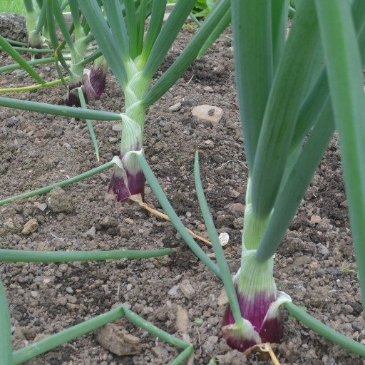 Onion Long Red Florence