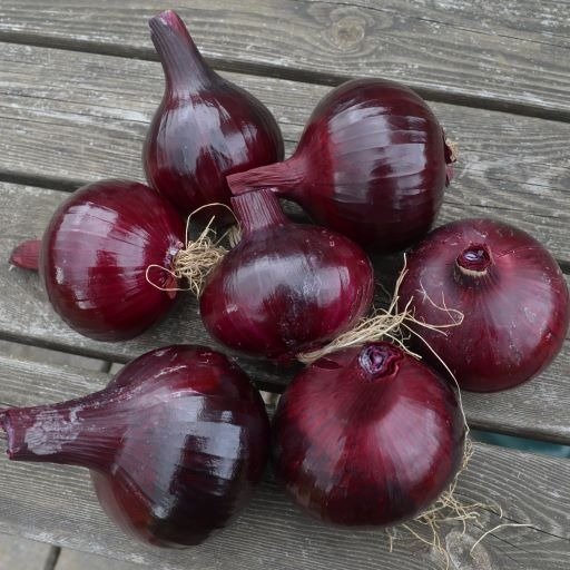 Onion Red Barron