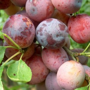 Plum Opal