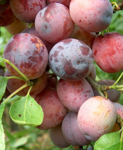 Plum Opal