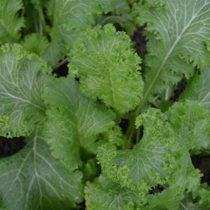 ORIENTAL GREENS & SALADS