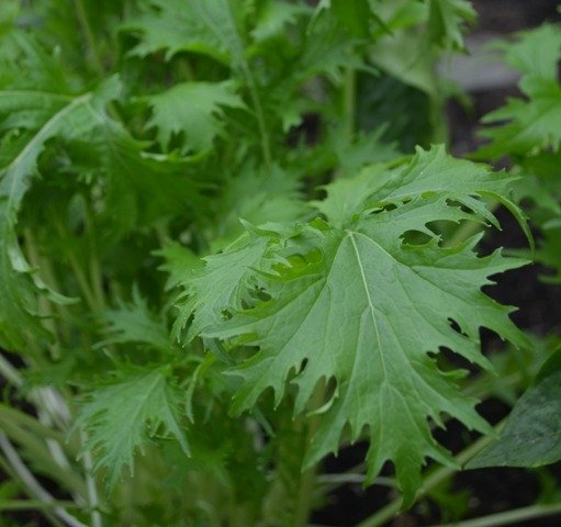 Oriental Mizuna
