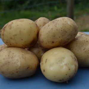 Potato Orla