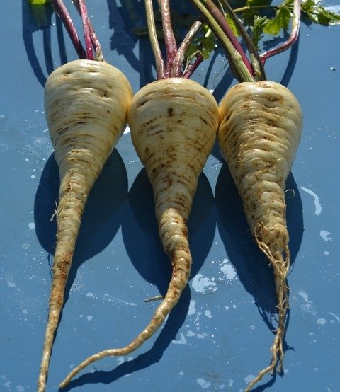Parsnip Halblange White