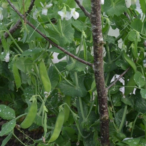 Pea Sugar Dwarf Sweet Green (Mange-tout)