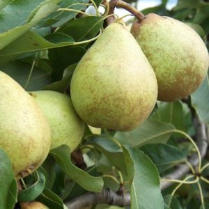 Pear Beth