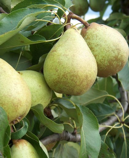 Pear Beth