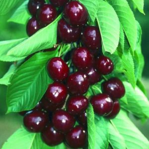Cherry Penny