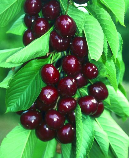 Cherry Penny