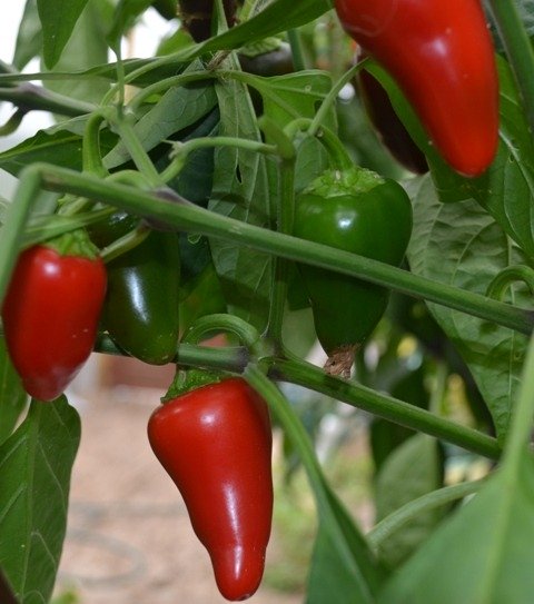 Pepper Early Jalapeno