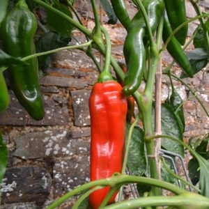 Pepper Xaro