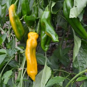 Pepper Zazu