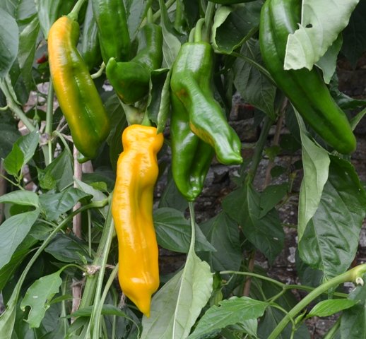 Pepper Zazu