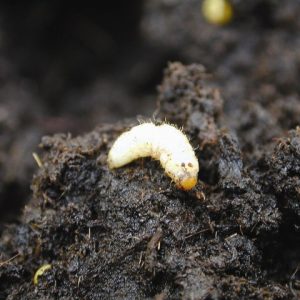 Pest Vine Weevel Larva