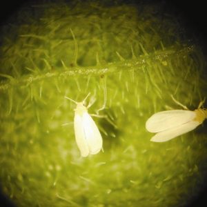Whitefly Control