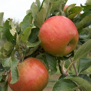 Apple Pixie