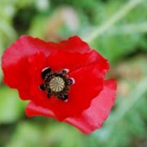 Poppy Corn or Field
