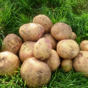 Potato Cara