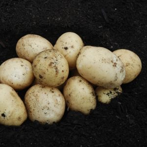 Potato Casablanca