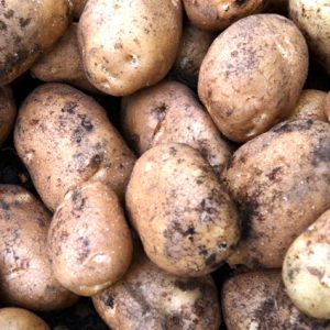 Potato Golden wonder