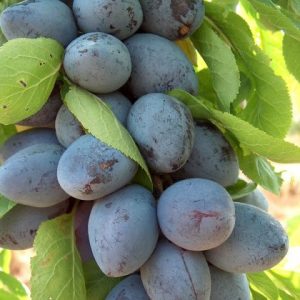 Plum Purple Pershore