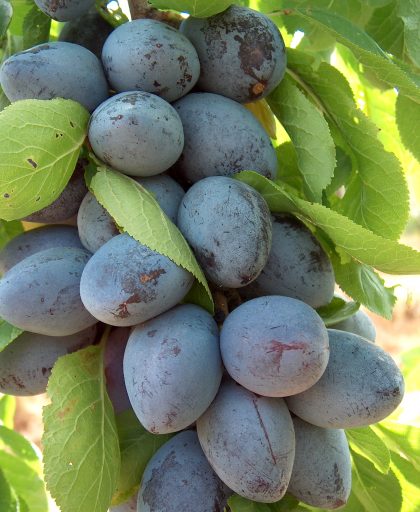 Plum Purple Pershore