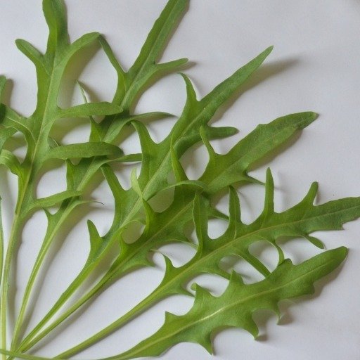 Wild Rocket