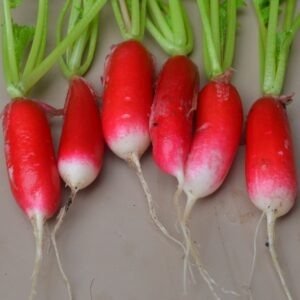 Radish French Breakfast
