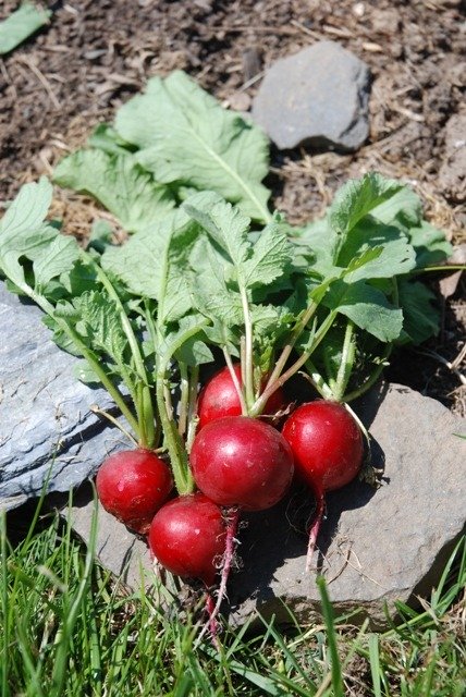 Radish-Saxa