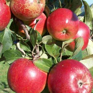 Apple Rajka