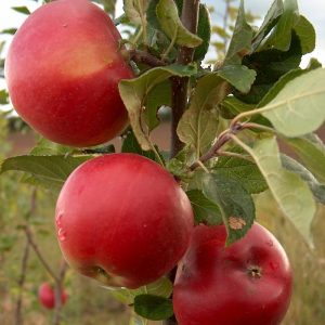 Apple Red Devil