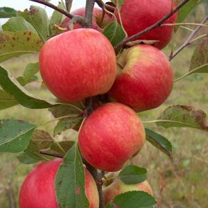 Apple Red Falstaff