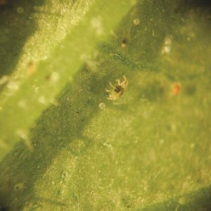 Red Spidermite